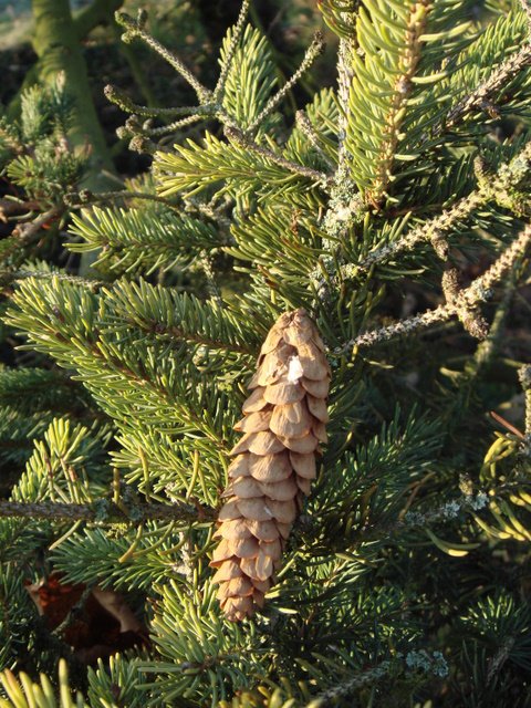 Picea glauca cone